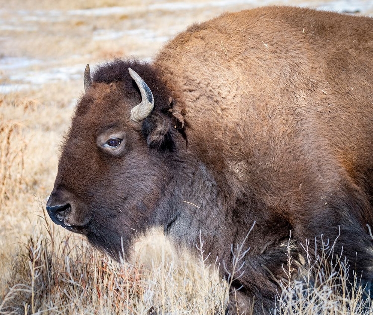 Picture of AMERICAN BISON