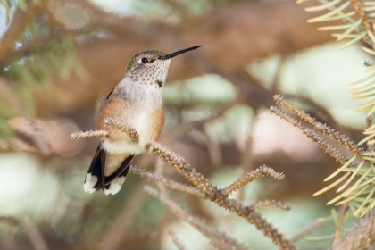 Picture of HUMMINGBIRD