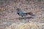 Picture of NORTHERN FLICKER