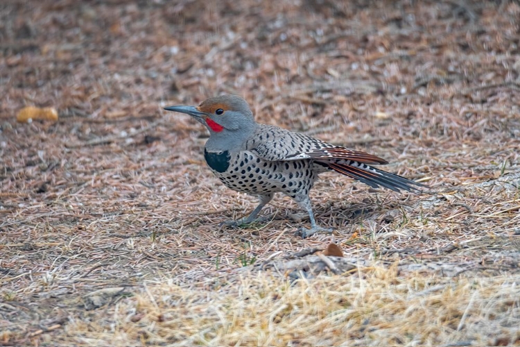 Picture of NORTHERN FLICKER