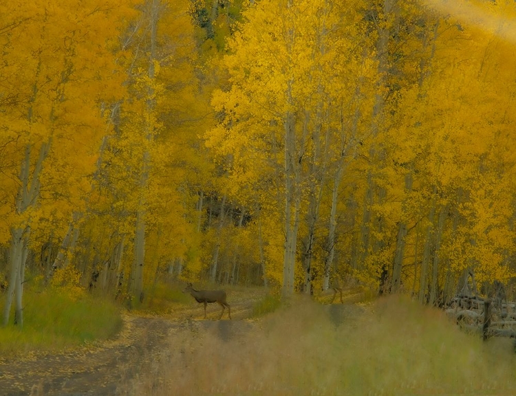 Picture of USA-COLORADO-FALL COLORS