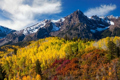 Picture of USA-COLORADO AUTUMN