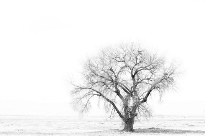 Picture of LONE TREE