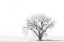 Picture of LONE TREE