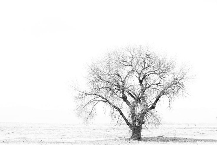 Picture of LONE TREE