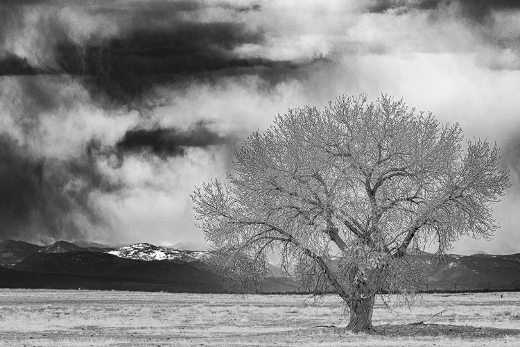 Picture of LONE TREE