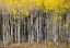 Picture of USA-COLORADO AUTUMN