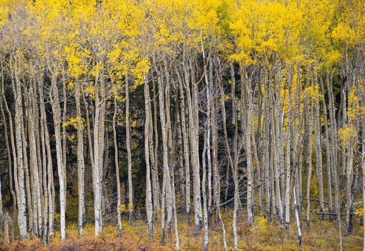 Picture of USA-COLORADO AUTUMN