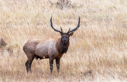 Picture of USA-BULL ELK