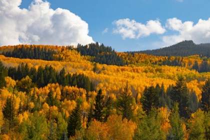 Picture of TWO CREEKS AREA OF ASPEN SNOWMASS SKI RESORT IN AUTUMN