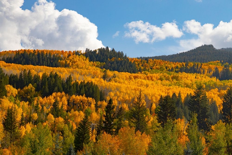 Picture of TWO CREEKS AREA OF ASPEN SNOWMASS SKI RESORT IN AUTUMN
