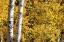 Picture of ASPEN TREES IN AUTUMN