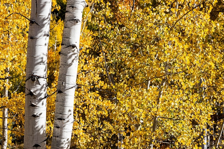 Picture of ASPEN TREES IN AUTUMN