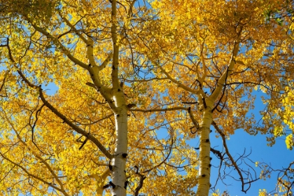 Picture of ASPENS ON THE TOM BLAKE TRAIL-COLORADO