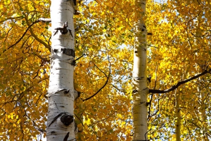 Picture of ASPEN TREES IN AUTUMN-BLAKE TRAIL-COLORADO