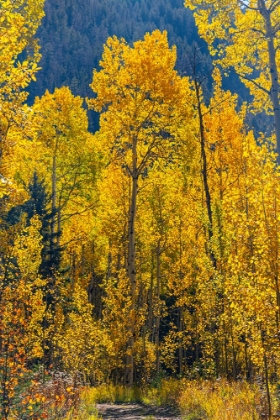 Picture of GROUPING OF ASPEN TREES ON A TRAIL-COLORADO