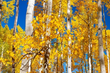 Picture of ASPEN TREES IN AUTUMN TURNING GOLDIN SNOWMASS