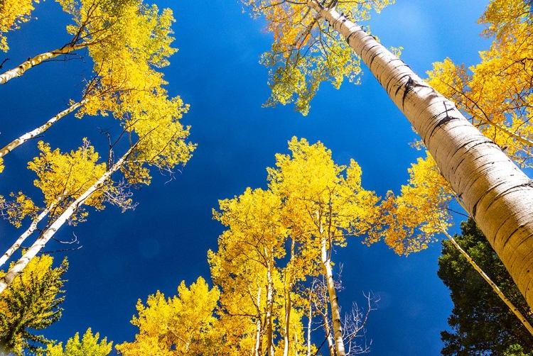 Picture of ASPENS IN AUTUMN