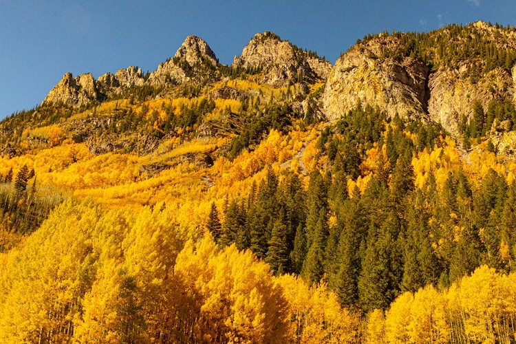 Picture of MAROON BELLS-SNOWMASS WILDERNESS IN ASPEN-COLORADO IN AUTUMN