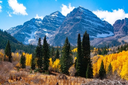 Picture of SNOWCAPPED MAROON BELLS-SNOWMASS WILDERNESS IN AUTUMN