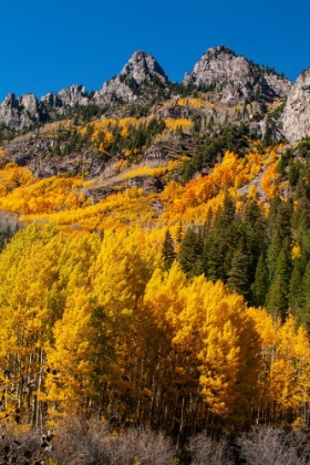 Picture of MAROON BELLS-SNOWMASS WILDERNESS IN AUTUMN