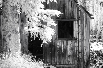 Picture of USA-COLORADO-OLD MINING SHACK