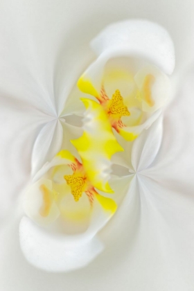 Picture of WHITE ORCHID FLOWER-FLORIDA
