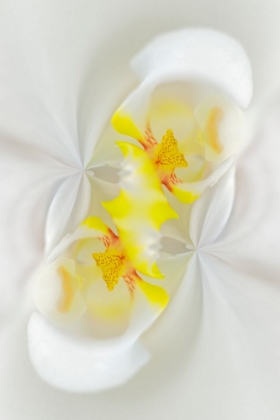 Picture of WHITE ORCHID FLOWER-FLORIDA