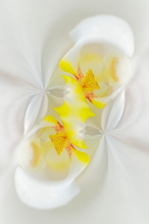 Picture of WHITE ORCHID FLOWER-FLORIDA