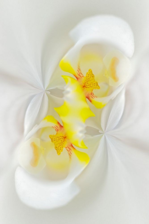 Picture of WHITE ORCHID FLOWER-FLORIDA