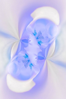 Picture of WHITE ORCHID FLOWER-FLORIDA