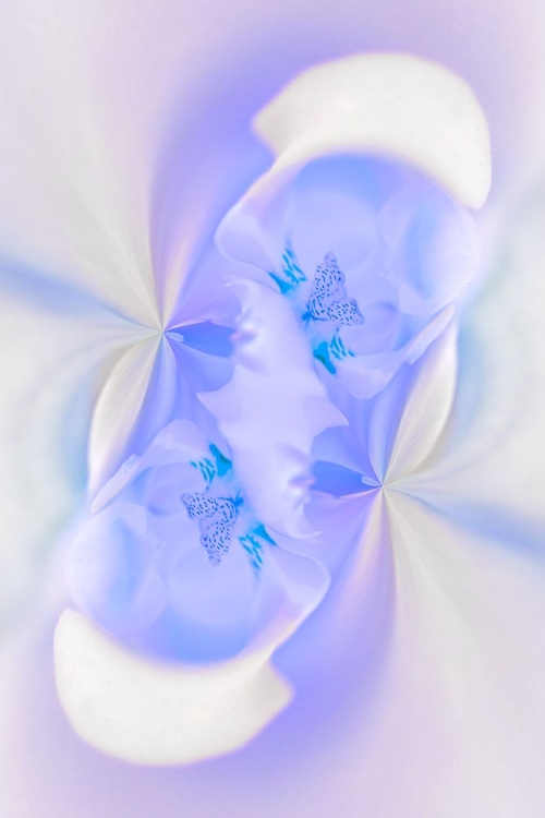 Picture of WHITE ORCHID FLOWER-FLORIDA