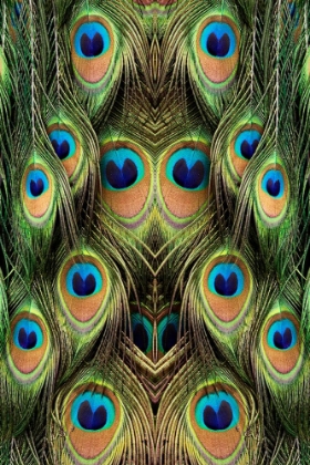 Picture of MALE PEAFOWL FEATHER PATTERN-FLORIDA