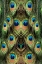 Picture of MALE PEAFOWL FEATHER PATTERN-FLORIDA