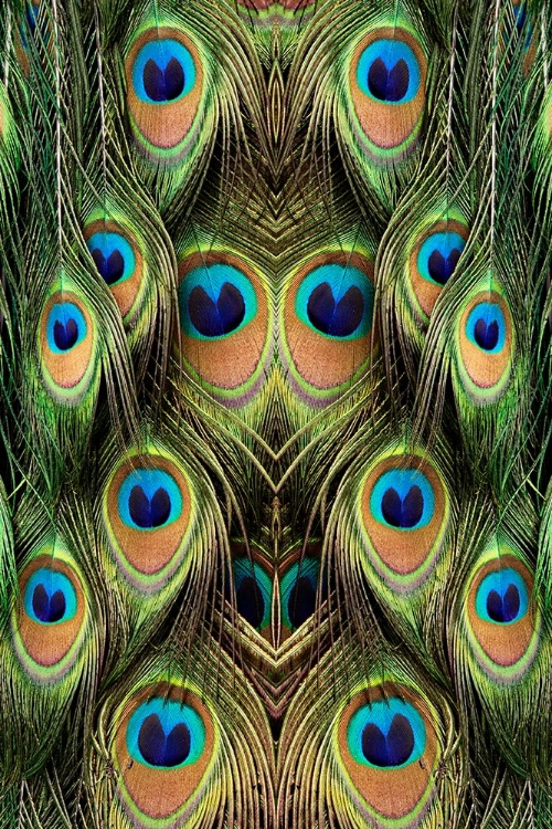 Picture of MALE PEAFOWL FEATHER PATTERN-FLORIDA