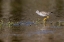 Picture of LESSER YELLOWLEGS-MYAKKA RIVER STATE PARK-FLORIDA