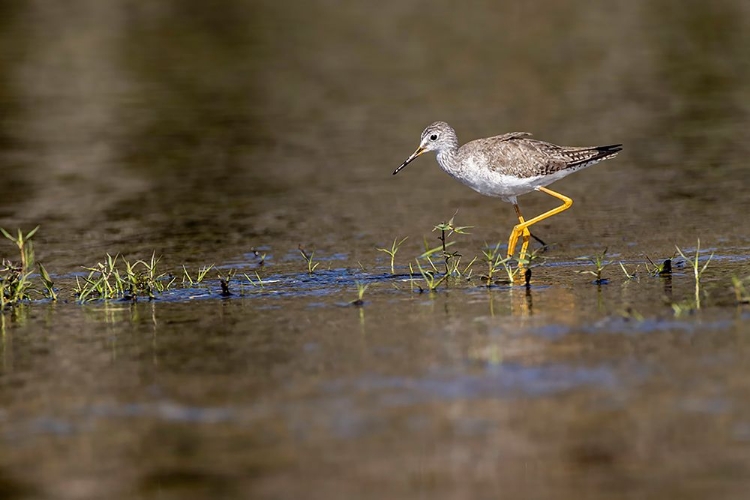 Picture of LESSER YELLOWLEGS-MYAKKA RIVER STATE PARK-FLORIDA