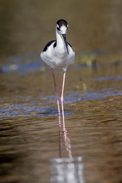 Picture of BLACK-NECKED STILT-MYAKKA RIVER STATE PARK-FLORIDA