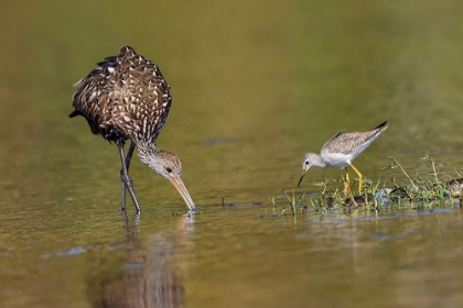 Picture of LIMPKIN AND LESSER YELLOWLEGS FEEDING MYAKKA RIVER STATE PARK-FLORIDA