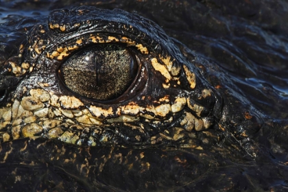 Picture of AMERICAN ALLIGATOR EYEBALL CLOSE-UP FROM EYE LEVEL WITH WATER-MYAKKA RIVER STATE PARK-FLORIDA