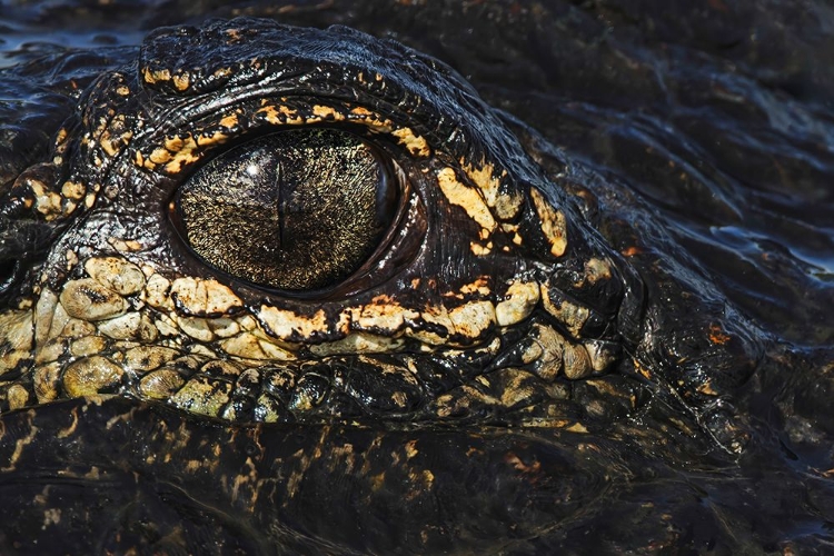 Picture of AMERICAN ALLIGATOR EYEBALL CLOSE-UP FROM EYE LEVEL WITH WATER-MYAKKA RIVER STATE PARK-FLORIDA