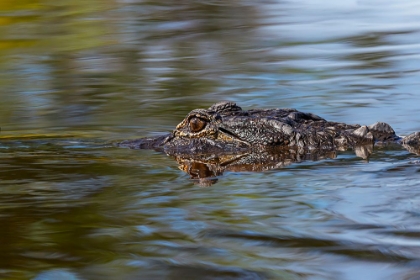 Picture of AMERICAN ALLIGATOR FROM EYE LEVEL WITH WATER-MYAKKA RIVER STATE PARK-FLORIDA