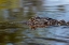 Picture of AMERICAN ALLIGATOR FROM EYE LEVEL WITH WATER-MYAKKA RIVER STATE PARK-FLORIDA