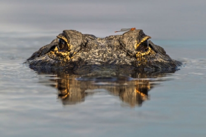 Picture of AMERICAN ALLIGATOR FROM EYE LEVEL WITH WATER-MYAKKA RIVER STATE PARK-FLORIDA