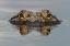 Picture of AMERICAN ALLIGATOR FROM EYE LEVEL WITH WATER-MYAKKA RIVER STATE PARK-FLORIDA