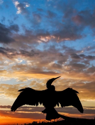 Picture of ANHINGA SILHOUETTED AT SUNSET-FLORIDA
