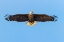 Picture of BALD EAGLE FLYING-FLORIDA