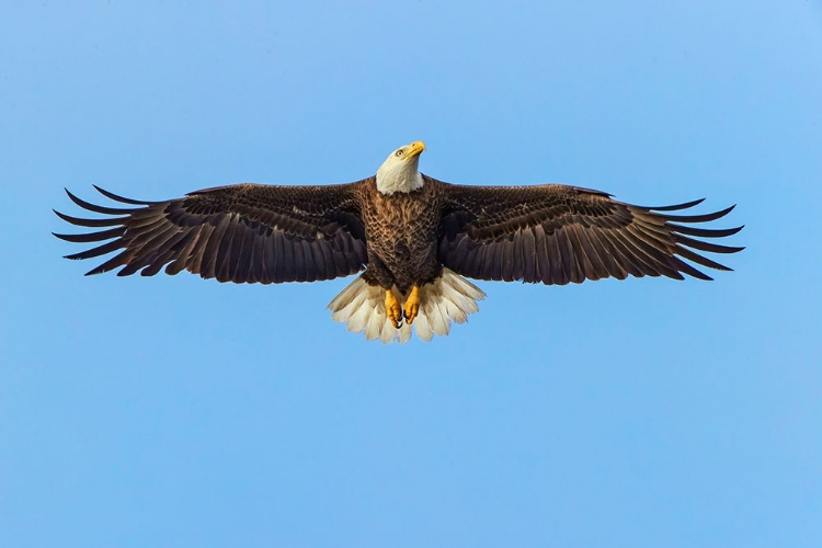 Picture of BALD EAGLE FLYING-FLORIDA