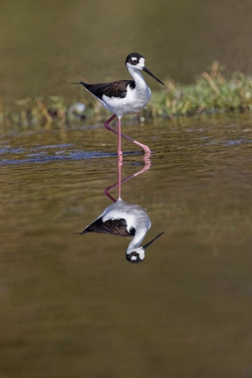 Picture of BLACK-NECKED STILT-MYAKKA RIVER STATE PARK-FLORIDA