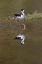 Picture of BLACK-NECKED STILT-MYAKKA RIVER STATE PARK-FLORIDA